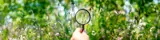 Hand holding magnifying glass up to plant in a meadow